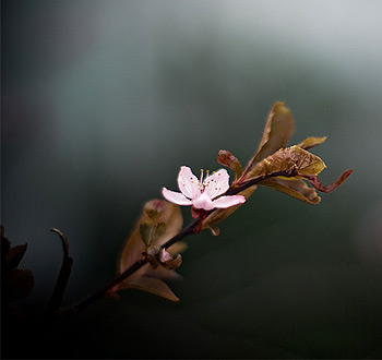 安卓ddos攻击工具